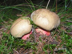 Klikni pro velký obrázek