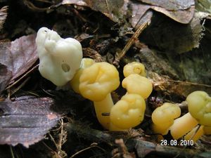 Klikni pro velký obrázek