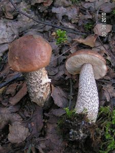 Klikni pro velký obrázek