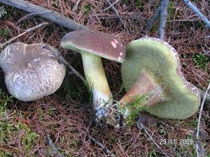 Klikni pro velký obrázek