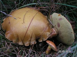 Klikni pro velký obrázek