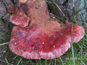 Klikni pro velký obrázek