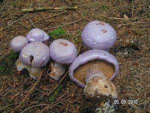 Klikni pro velký obrázek