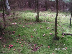 Klikni pro velký obrázek