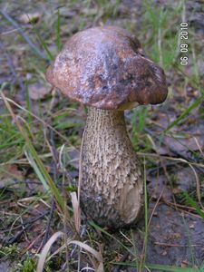 Klikni pro velký obrázek