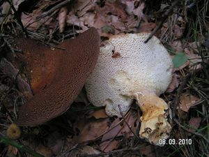 Klikni pro velký obrázek