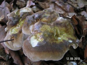 Klikni pro velký obrázek