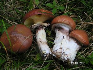 Klikni pro velký obrázek