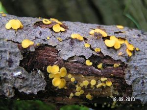 Klikni pro velký obrázek