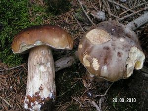 Klikni pro velký obrázek