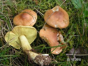 Klikni pro velký obrázek