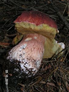 Klikni pro velký obrázek