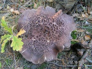 Klikni pro velký obrázek