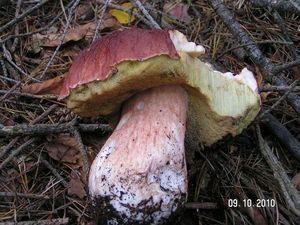 Klikni pro velký obrázek