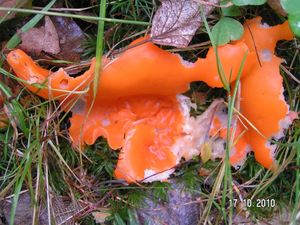 Klikni pro velký obrázek