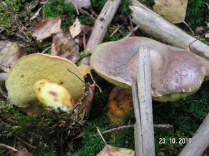 Klikni pro velký obrázek