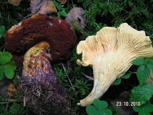 Klikni pro velký obrázek