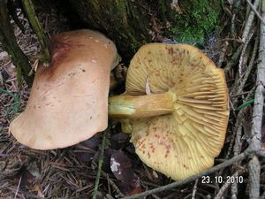 Klikni pro velký obrázek