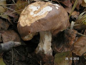 Klikni pro velký obrázek