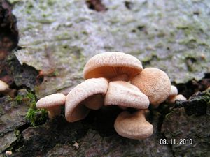 Klikni pro velký obrázek