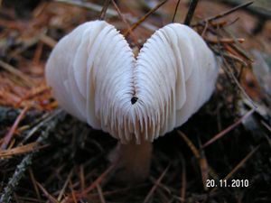 Klikni pro velký obrázek