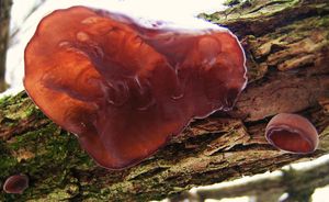 Klikni pro velký obrázek