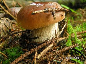 Hřib smrkový - Boletus edulis Bull. 1782