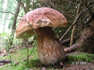 Klikni pro velký obrázek