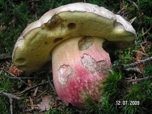 Klikni pro velký obrázek