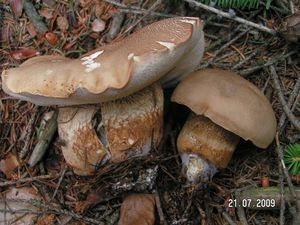 Klikni pro velký obrázek