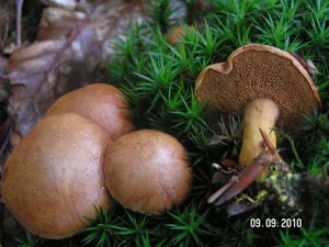 Klikni pro velký obrázek