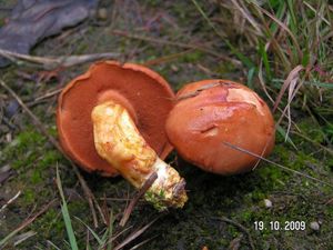 Klikni pro velký obrázek