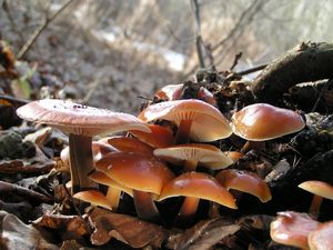 Klikni pro velký obrázek