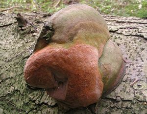 Klikni pro velký obrázek