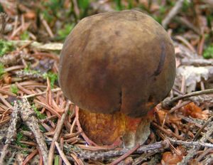 Klikni pro velký obrázek