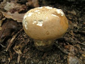 Klikni pro velký obrázek