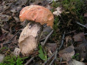 Klikni pro velký obrázek