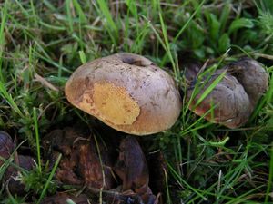 Klikni pro velký obrázek