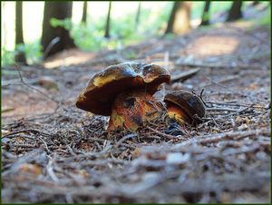 Klikni pro velký obrázek