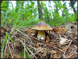 Klikni pro velký obrázek