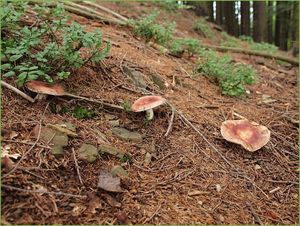 Klikni pro velký obrázek