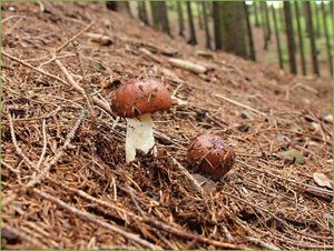 Klikni pro velký obrázek