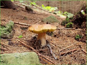 Klikni pro velký obrázek