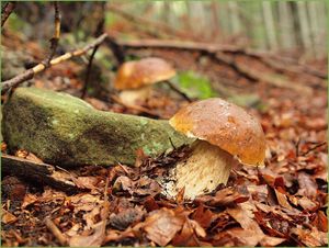 Klikni pro velký obrázek