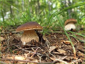 Klikni pro velký obrázek