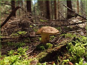 Klikni pro velký obrázek