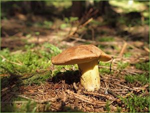 Klikni pro velký obrázek