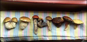 Klikni pro velký obrázek