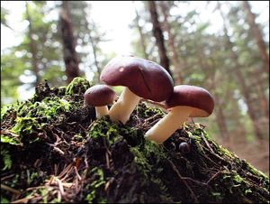 Klikni pro velký obrázek