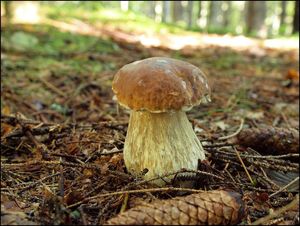 Klikni pro velký obrázek